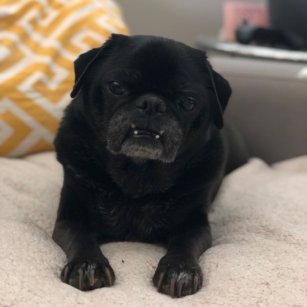 We ❤️💕 our Pets! 🐶 - Picture 4 of 9